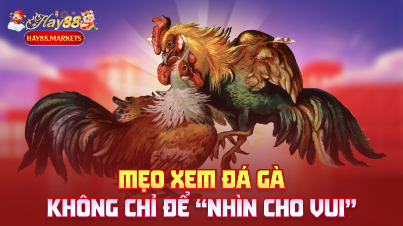 Mẹo xem đá gà không chỉ để “nhìn cho vui”